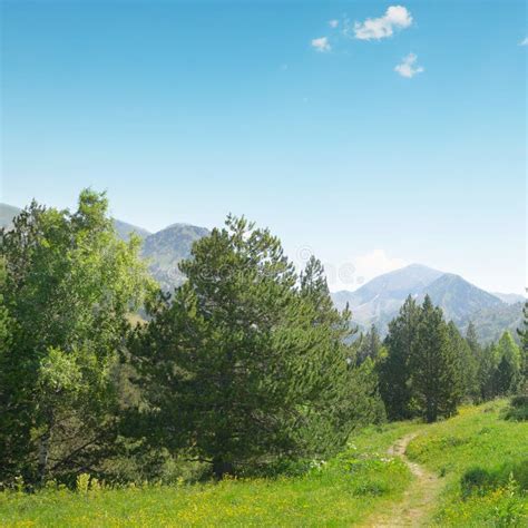 Beautiful Pine Trees On Background Mountains Stock Photo Image Of