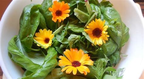 10 Flores Comestibles Para Tus Platos Agromática