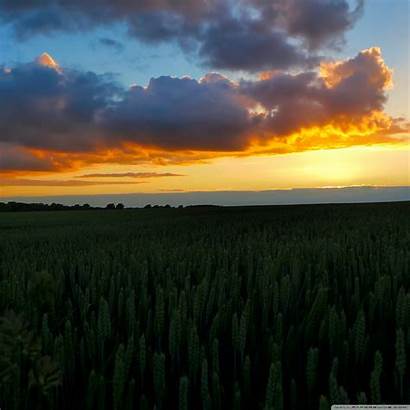 Wheat Sunset Field