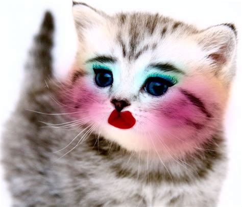 52 Best Images About Animals Wearing Makeup On Pinterest Cats