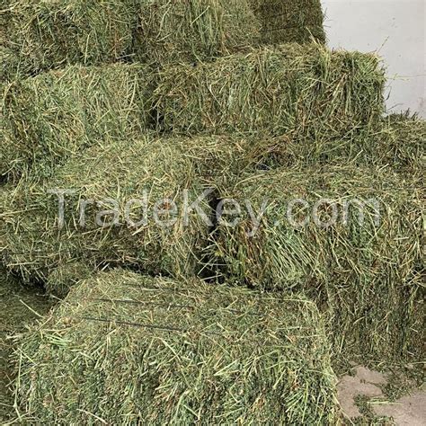 Timothy Hay For Horses By Ceads Gda Turkey