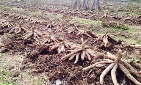 Cara tanam ubi kayu untuk isi yang banyak. Cara Merawat Tanaman Dan Aneka Tanaman Hias: Untung Besar dari Budidaya Singkong Gajah
