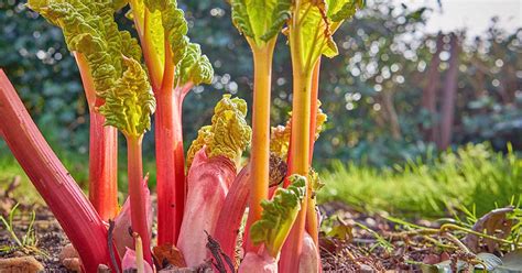 How To Grow And Care For Rhubarb Plants Gardeners Path