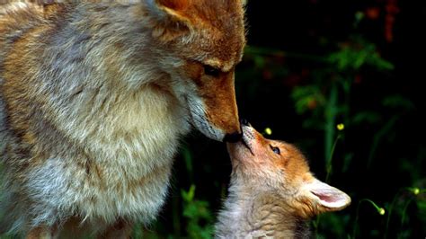 Download Cub Animal Fox Hd Wallpaper