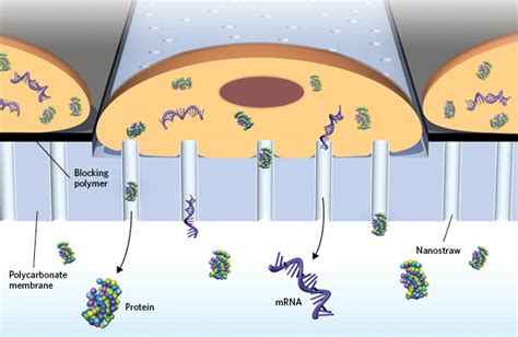 Live Cell Extractions The Scientist Magazine®