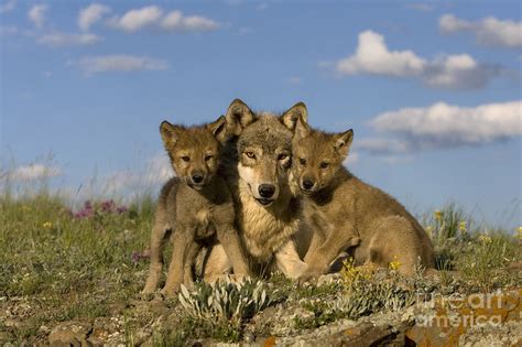 Gray Wolf And Cubs Photograph By Jean Louis Klein And Marie Luce Hubert