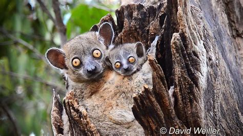 Mother And Baby Red Tailed Sportive Lemurs The Kid Should See This