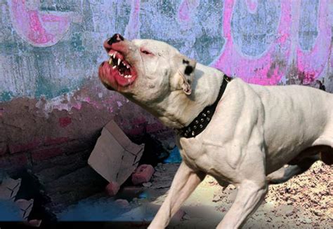 Un Furioso Perro Pitbull Destroza Un Niño De Dos Años Y Lo Mata