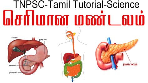 Vocabulary about parts of body including tamil meaning part 1. TNPSC Tamil Tutorial || Digestive System - YouTube