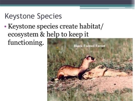 4 6 Species Role In Ecosystems