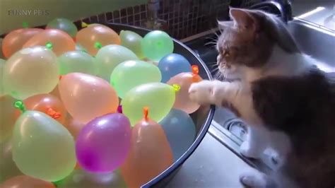 Cats Vs Balloons 🎈 Funny Cats Playing With Balloons Youtube