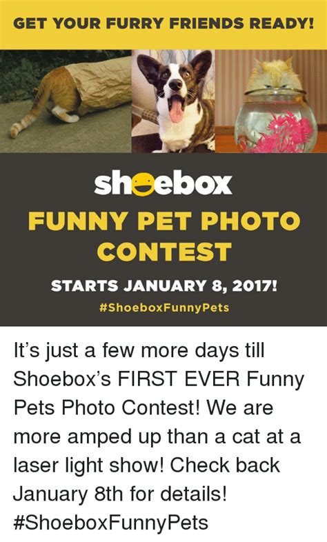 Get Your Furry Friends Ready Shoebox Funny Pet Photo Contest Starts