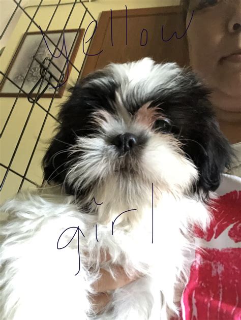 Shih Tzu Puppies For Sale Green Bay Wi 356513