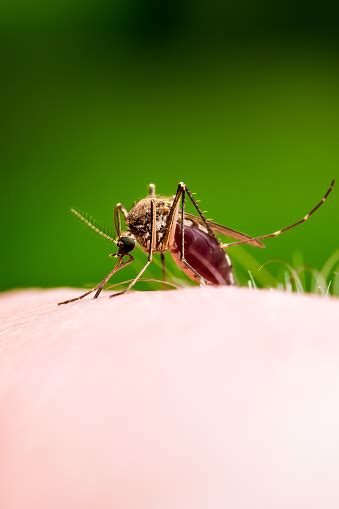 Dangerous Malaria Infected Culex Mosquito Bite Leishmaniasis