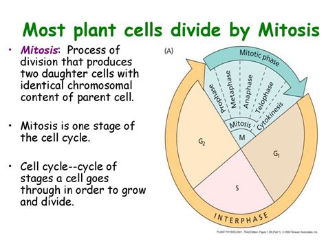 Plant Cells Overview Of Plant Structure презентация онлайн