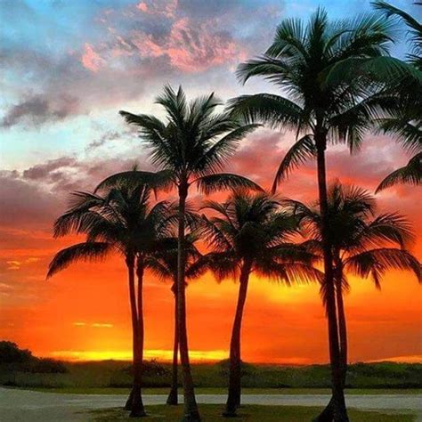 Beautiful Palm Trees Jlhfan624 Photo 41492490 Fanpop