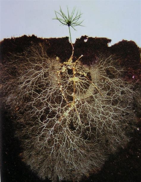 Mycorrhizal Science Mycorrhizae And Beneficial Microbes In Natural