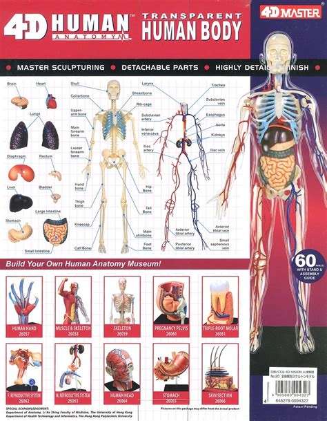 4d Human Anatomy Model Ubicaciondepersonascdmxgobmx