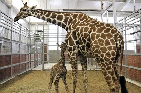 Giraffe Cam Watch This Adorable Newborn Giraffe At The Dallas Zoo