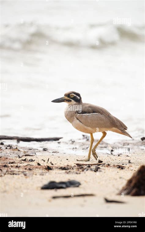 Beach Stone Curlew Or Thick Knee Esacus Magnirostris On The Beach