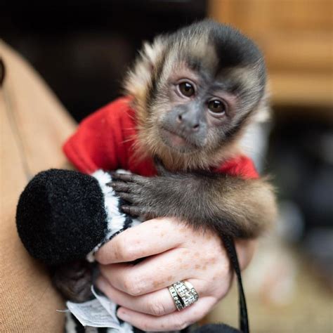 Capuchins Monkey Animals For Sale Staten Island Ny 341519