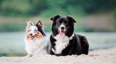 Border Collie Vs Sheltie Differences And Similarities