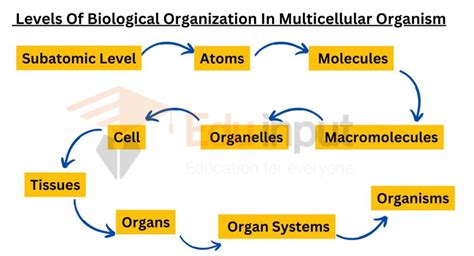 Sequence For Levels Of Biological Organization Within A Multicellular
