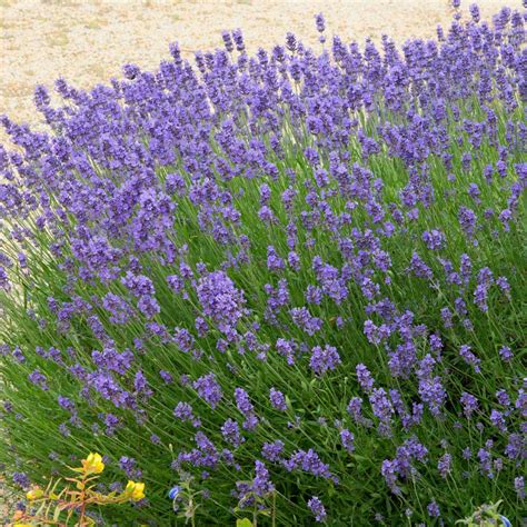 Hidcote Purple Lavenders For Sale