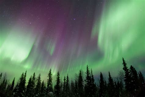 Aurora Borealis Over Forest Stock Photo Download Image Now Istock