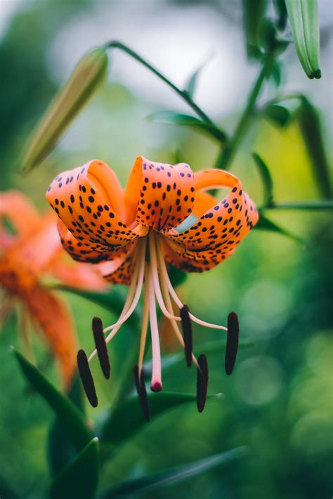 Flowers 100 Best Free Flower Plant Garden And Petal Photos On Unsplash