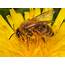 Higher Temperatures May Result In Fewer Bees Scientists Claim  The