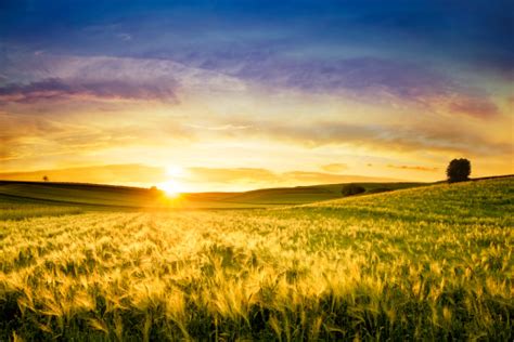 Golden Wheat Field Sunset Landscape Stock Photo Download Image Now
