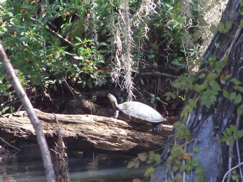 2020 Year Of The Turtle The Florida Cooters Panhandle Outdoors