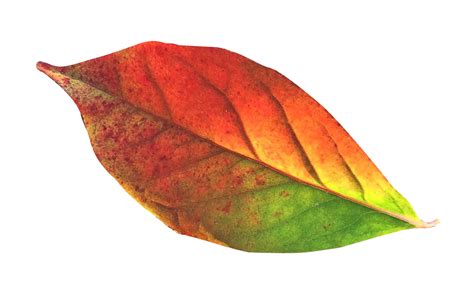 Autumn Leaf Png Image Purepng Free Transparent Cc0 Png Image Library