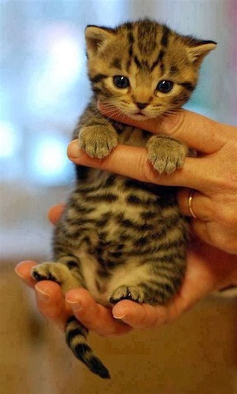 Share the best gifs now >>> Little cute bengal baby kitten, click the pic for more ...