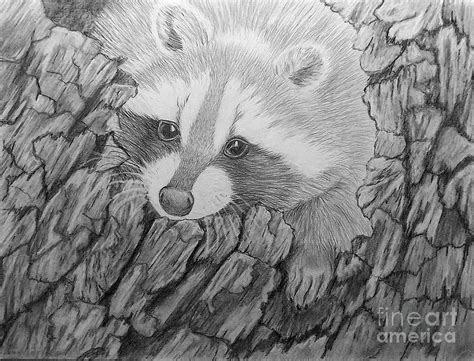 We willen je graag de beste kleurengame voorstellen die je uren zal vermaken! Raccoon 2 Drawing by Peggy Miller