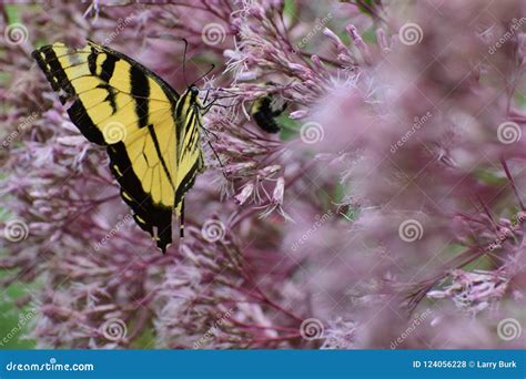 Glaucus De Tiger Swallowtail Butterfly Papilio Foto De Archivo Imagen