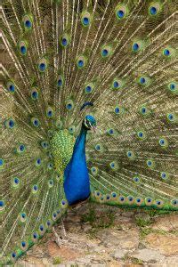 Pavão Exibindo Suas Penas Coloridas Aves Animal Imagem download Designi