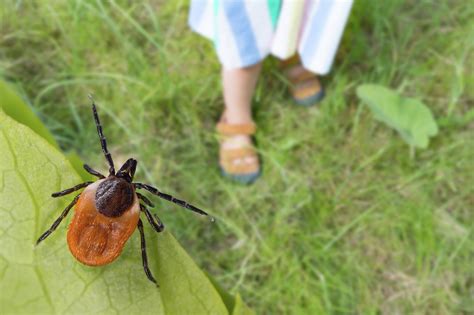 Heres How To Prevent Tick Bites According To The Expert