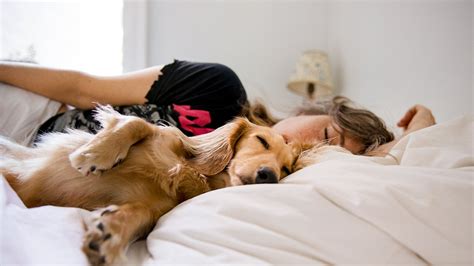 Sleeping With Dogs Benefits For Your Health Risks And Precautions