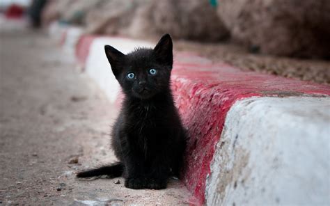 Black Kitten With Blue Eyes Cats Black Kitten Animals