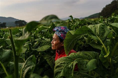 Virus Upends Balance Of Farm Life In South Korea The Arkansas