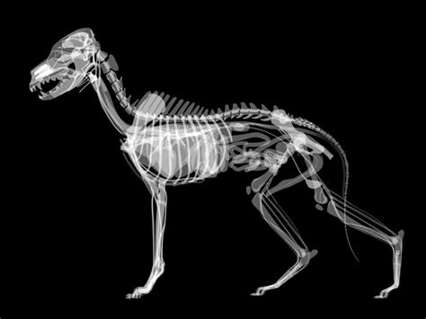 Dog X Ray Anatomy Wallmonkeys