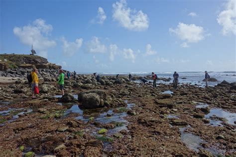 Best Tide Pools In San Diego Top 8 Tide Pools La Jolla Mom