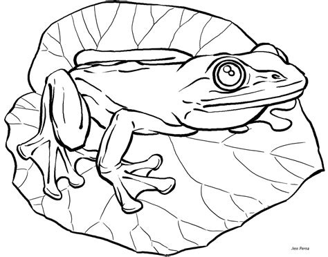 Tree Frog Coloring Page Coloring Home
