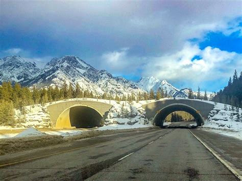 Wildlife Crossings Banff National Park Why The Grizzly Crossed The