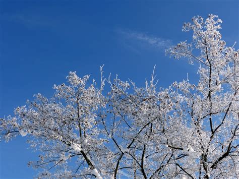 Free Images Tree Nature Branch Blossom Snow Cold Plant Sky