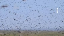 東非沙漠蝗蟲肆虐 4千億隻危急巴基斯坦、印度