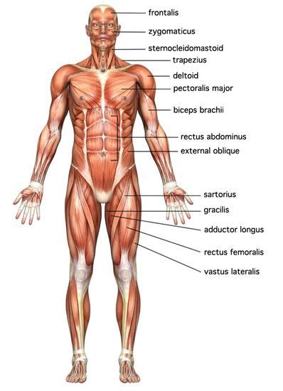 It permits movement of the body, maintains posture and circulates blood throughout the body. medical chart spine charts and nervous system charts ...