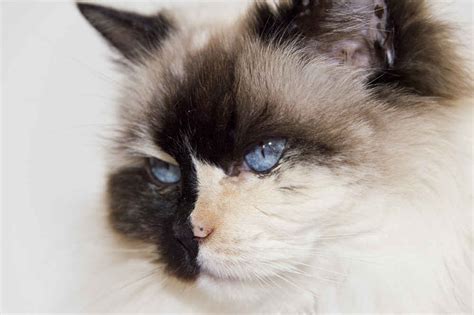 The Ragdoll Cat Cat Breeds Encyclopedia